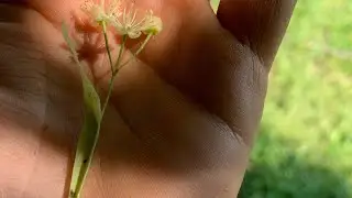 Lindenbl&uuml;ten f&uuml;r die Hausapotheke