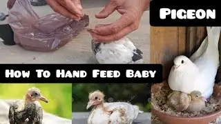 hand feeding pigeon chick | Kabutar ki video kabutar ke baccho Ko Feed Kaise  Karwate Hain | 18 day