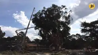 Tree trimming on giant eucalyptus at San Antonio st and Ocean Ave in Carmel