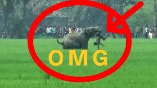Wild elephants killed piglets। বনৰীয়া হাতীৰ এটা বৃহৎ যাক🐘🐘#trending #animals #wildlife #viralvideo
