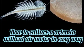How to culture a artemia without air motor in easy way 💥 vinoth agri and farm
