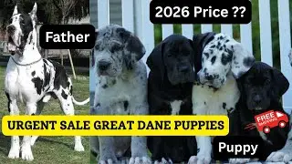 🐾 Great Dane Puppy for Sale in India 2026 | Heavy Bone | Pure Breed | Affordable Price