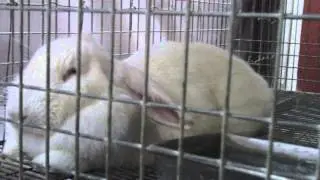 Huge genetically engineered white rabbit