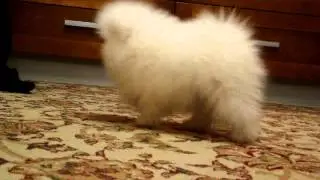 MOV00293