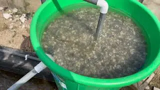 How I introduce oxygen into my catfish pond #catfish #fishfarming #oxygen #freshwater