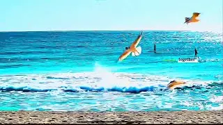 Waves & wings.🌊#ocean#visualtherapy#nature#aesthetic#cinematic#oc#videography#alyshafu#viral#fyp