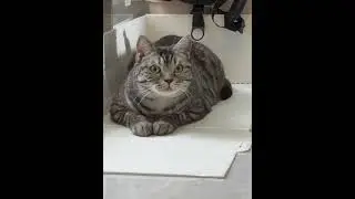 Morning hunting time! Focus! #cat #cute #funny