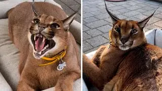 Can This Cat Really Catch Birds in Mid Air?