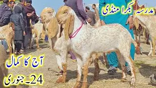 Madrasa bakra mandi/Aj ka kmall/makhi cheene bakre bache or qurbani wale bakre
