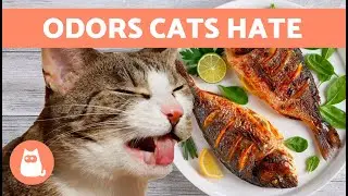 10 ЗАПАХОВ, КОТОРЫЕ НЕНАВИДЯТ КОШКИ 🐱❌ Запахи, которые они не переносят
