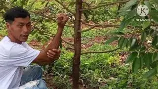 Rawat durian per tiga bulan ,,, desa kanding Somagede Banyumas 