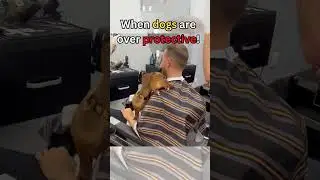 Over protective dog are so funny  #dog #entertaininganimals #funny #dogs