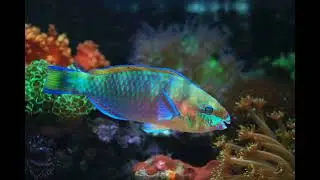 These gender fluid fish poop out beaches | Ep78