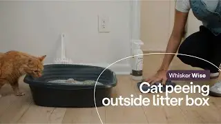 Cat Peeing Outside the Litter Box? Here's Tips to Fix It