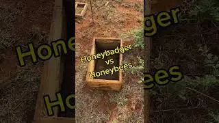 Honeybadger vs Honeybees