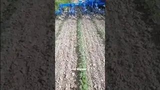 8 Row Weeder CARRE ECONET For Row Crops || Made By CARRE Machine Agricole France || #shorts