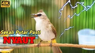 SUARA PANGGILAN TRUCUKAN GACOR PALING AMPUH TERBARU 2026