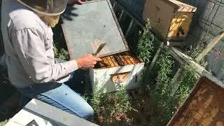 Requeening by combining a failing colony with a queen right nucleus colony