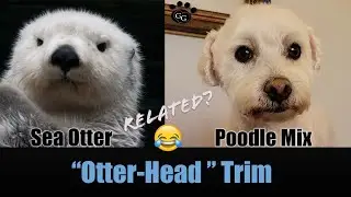 OTTER HEAD!  Transforming a Poodle Mix and giving him a sleek Otter look! 😄