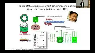 Tissues Tell Time: Aging Signatures that Predict Breast Cancer Risk | 2025 BRCA Scientific Symposium