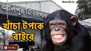 Chimpanzee escapes from Alipore zoo ।আলিপুর চিড়িয়াখানায় হুলুস্থূল,খাঁচার বাইরে বেরিয়ে এল শিম্পাঞ্জি