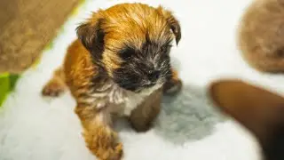 Puppy Adopted By Cat Mother | Pets Wild At Heart | BBC Earth