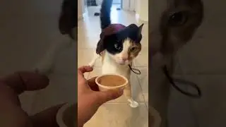 Listen to those wobbly sniffs!  #cat #cerebellarhypoplasia #wobblycat