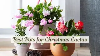 Best Pots for Christmas Cactus: Top Picks for Healthy Growth & Vibrant Blooms #houseplant #gardening