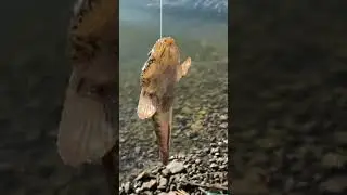 Ротан / Perccottus glenii