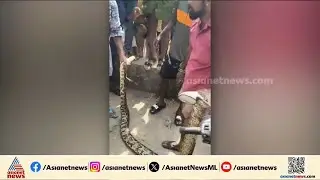 ആലപ്പുഴ ന​ഗരമധ്യത്തിൽ പാമ്പുകളുടെ വിളയാട്ടം; നാല് പെരുമ്പാമ്പുകളെ പിടികൂടി | Alappuzha
