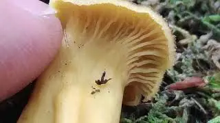 Pilzanf&auml;nger? Beginne mit diesem Pilz - Erfolgreich Pilzsuche starten