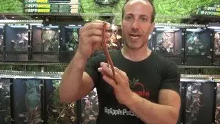 Bamboo Rat Snakes For Sale. Buy at Big Apple Pet with Same Day Shipping.