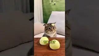 Выбор кота в спокойном ключе и &laquo;скрытый джекпот&raquo; 🐱 #короткоевидео