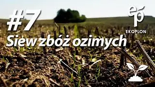 Jak przygotować się do siewu zb&oacute;ż ozimych? | W pole z Ekoplonem #7
