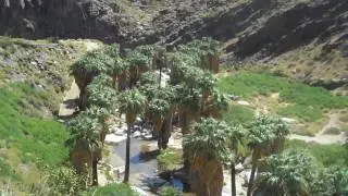 Largest fan palm oasis! Elite Land Tours, Palm Springs, California