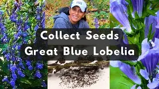 How To Collect Great Blue Lobelia Seeds