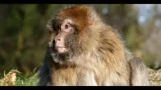 Endangered Monkey Species and Conservation Efforts