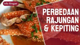 Info Ringan : Perbedaan Rajungan Dan Kepiting #inforingan