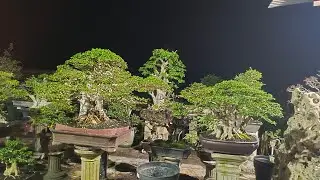 CEK HARGA BONSAI BANYAK YANG JADI DI OM EDO. 0813-3604-7544 . Nego