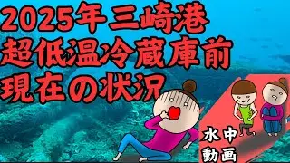 三崎港超低温冷蔵庫前2025年状況