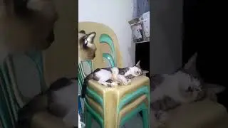 My CAT STRESS FOR DISTANCE POLICY THRU VIRUS
