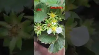 strawberry🍓🍓 plant in my mini garden🏡🏡#viral #youtube #shortvideo