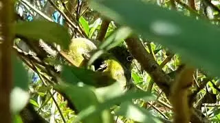 The Wax-eye Birds | Busy Grooming