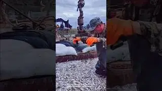 Massive fish harvest in china