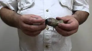 Fat Sonny BITE ME Dunlap&rsquo;s Best Chance Fishing Lures