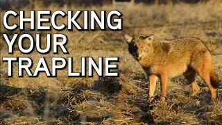 Checking Your Trapline