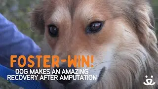 Foster-Win! Dog makes an incredible recovery after amputation