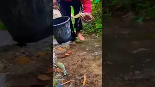 Collection of shrimp fishing#shorts #fish