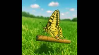 FD Chop - Butterfly Blunt **10/13/2025**