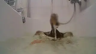 Take A Bath With Billy The Pet Duck